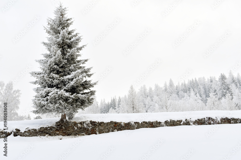 Wall mural Il pino solitario ,nel prato in inverno, imbiancato dalla neve