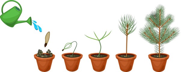 Plant growin from seed to young fir-tree in pot