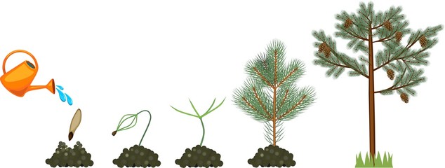 Pine tree life cycle. Plant growin from seed to mature pine tree with cones