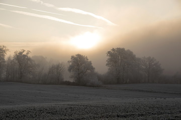 Trees with hoarfrost in the fog at sunrise in central Switzerland near Lucerne