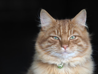 Beautiful Ginger Cat