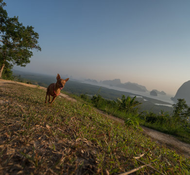 Small cute dog over beautiful tropical mountain landscape during summer day