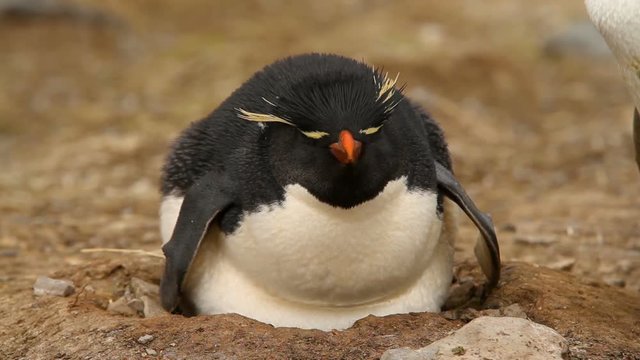 Rock Hopper Penguins shot in the Falkland Islands.