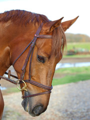 Fototapeta premium Horse in Bridle Head Shot