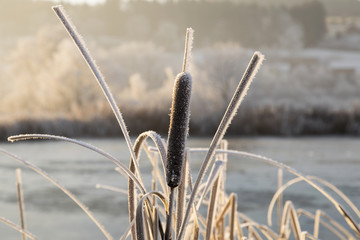 Trees with hoarfrost on an ice cold winter morning and a frozen pond in the foreground in central Switzerland