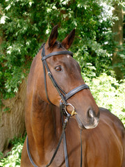 Bay Horse in Bridle