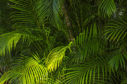 Palm background from Hawaii © elena_suvorova