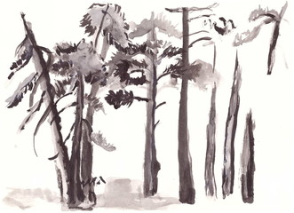 Figure gouache: a pine forest.
