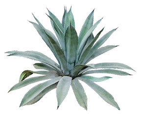 aloe isolated on white background