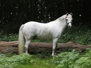 Pretty Grey Pony
