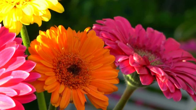 Beautiful colorful gerbera flowers in natural garden setting, macro closeup, handheld.