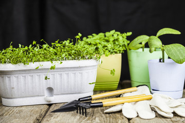 Seedlings and garden tools