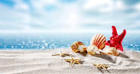 summer shell and beach 