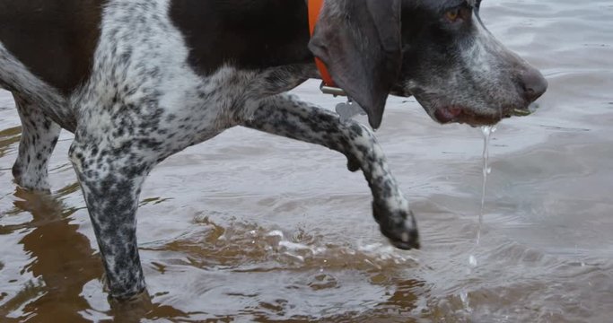Dog grabs oyster out of ocean - close up on face