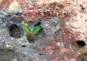  rock and plant texture background