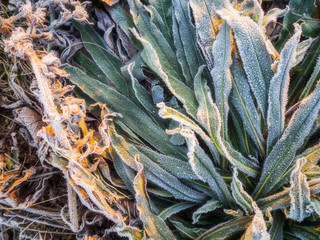 Pflanzen am Ufer mit Reifüberzogen im Winter