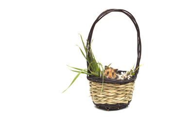 Fototapeta na wymiar Basket with hamster, flowers and grass. Spring or Easter composition. 
