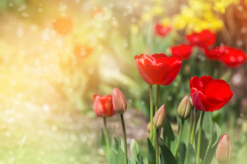 Red tulips. Spring and Easter background. 