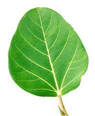 close up of leaf