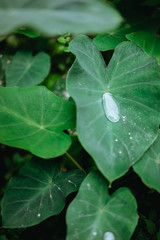 Water drop on lotus leaf, surrounded by other green leaves