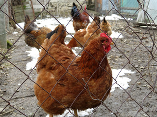 Chickens in the aviary. Hen on the farm