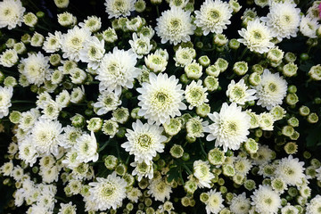 Beautiful chrysanthemum flower blooming in the garden