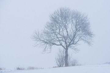 Fototapeta na wymiar Baum im Winter mit Schnee, einzelner Baum, weiss