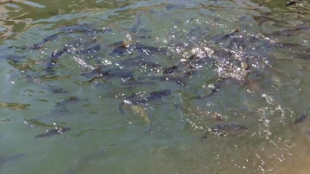 Flock of brown trouts - Salmo trutta feeding in the greenish pond