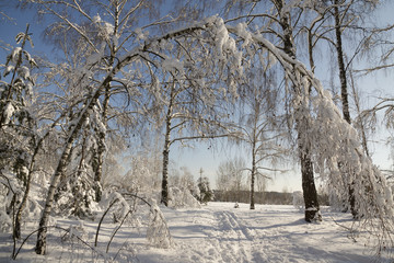 winter frozen birch woods in morning light