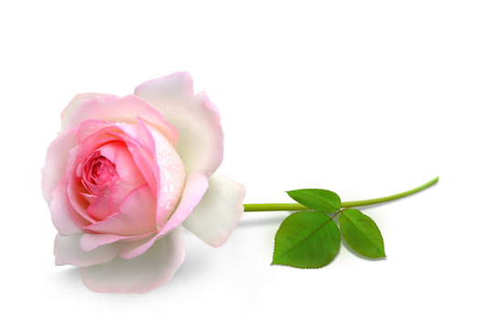 Blumen 910