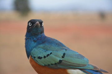 Bluebird in Kenia