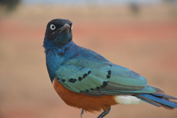 Superb Starling in Kenia
