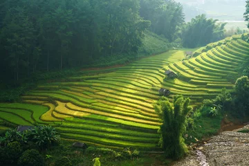 Fotobehang Terrasvormig padieveld in oogstseizoen in Mu Cang Chai, Vietnam. © Hanoi Photography