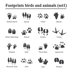 Wildlife animals and birds footprint, animal paw prints vector set. Footprints of variety of animals, illustration of black silhouette footprints. - obrazy, fototapety, plakaty