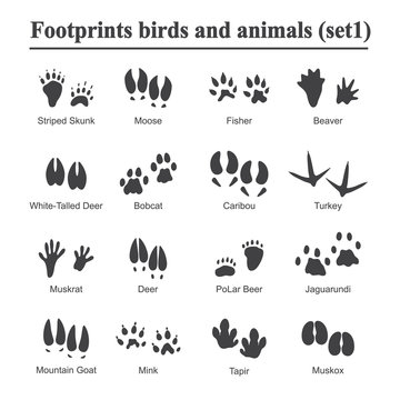 Wildlife animals and birds footprint, animal paw prints vector set. Footprints of variety of animals, illustration of black silhouette footprints.