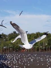 Seagulls in mangrove forest reserve bangpoo Thailand