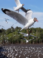 Seagulls in mangrove forest reserve bangpoo Thailand