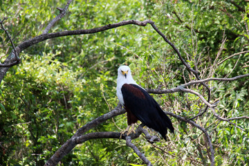 Fazinierende Welt der Vögel in Afrika