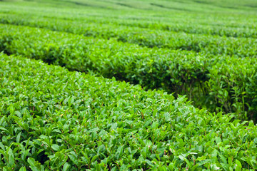 Fototapeta na wymiar The finest green tea bushes at the organic green-tea plantation of Jeju Island, South Korea