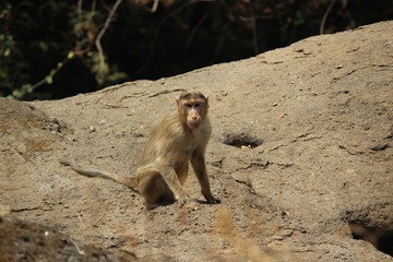 Monkey on a Mountain in Forest
