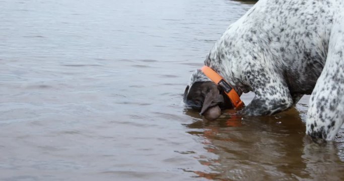 Dog tries to grab fish with mouth in shallow water - close up