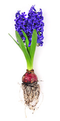 blaue Hyazinthe mit Blumenzwiebel und Wurzeln