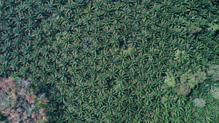 Aerial drone view of beautiful rain forest in summer day