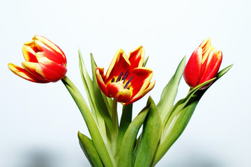 Bouquet of tulips on a white background