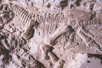 Skeleton of dinosaur. Tyrannosaurus Rex simulator fossil in ground stone. © ronnarong