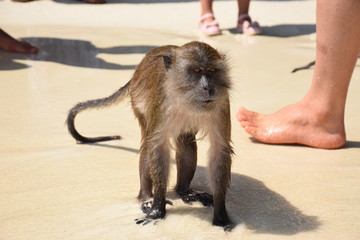 koh phi phi thailande