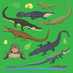 Naklejka premium Krokodyl aligator zielony wektor gad ilustracja dzikich zwierząt zestaw stylu cartoon kolekcji. Kreskówka zielony krokodyl gad otwarte usta i widok z przodu z góry, stary i młody gad