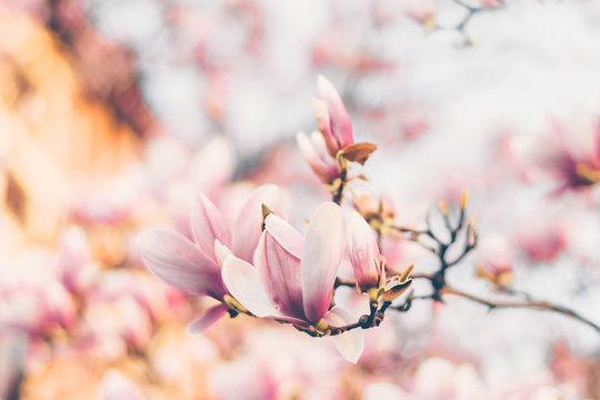 Fototapeta Beautiful magnolia flowers. Filtred effect. Soft selective focus