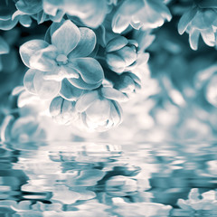 Obrazy na Szkle  Piękny kwiat bzu, odbicie wody, światło. Szablon karty z pozdrowieniami. Delikatny stonowany vintage. Natura wiosna tło