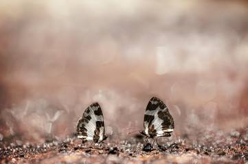  couple butterflies (Elbowed Pierrot) are sucking Mineral on the ground in nature
